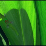 gecko-cover