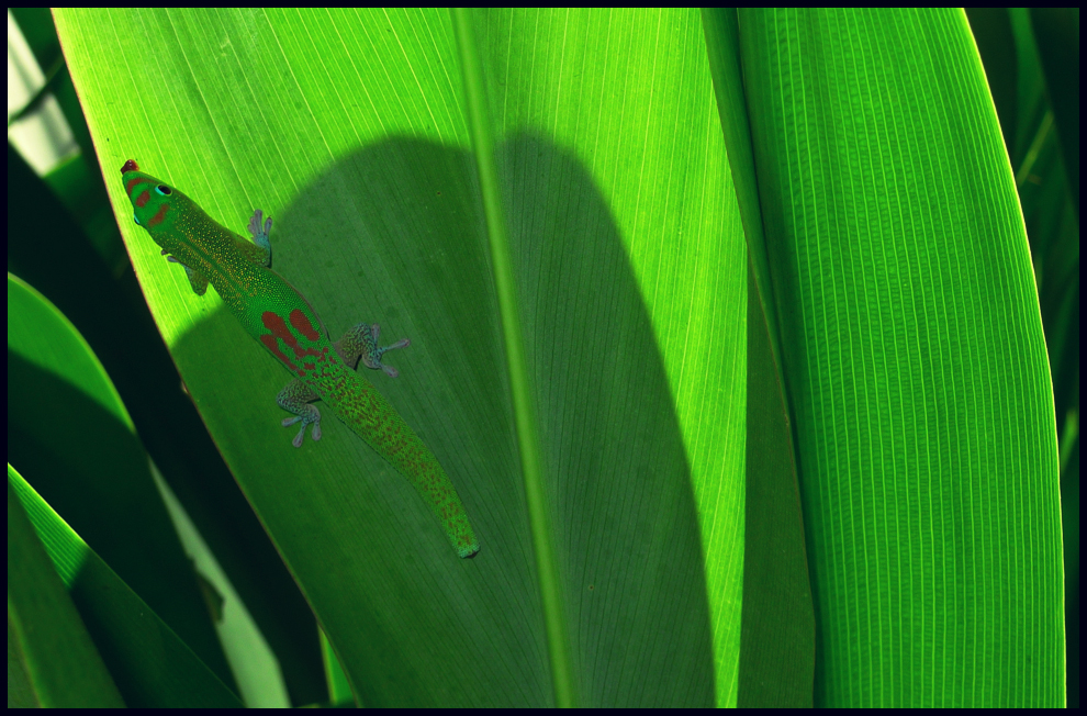 gecko-cover