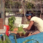 Wai Yi at Moiliili Community Garden