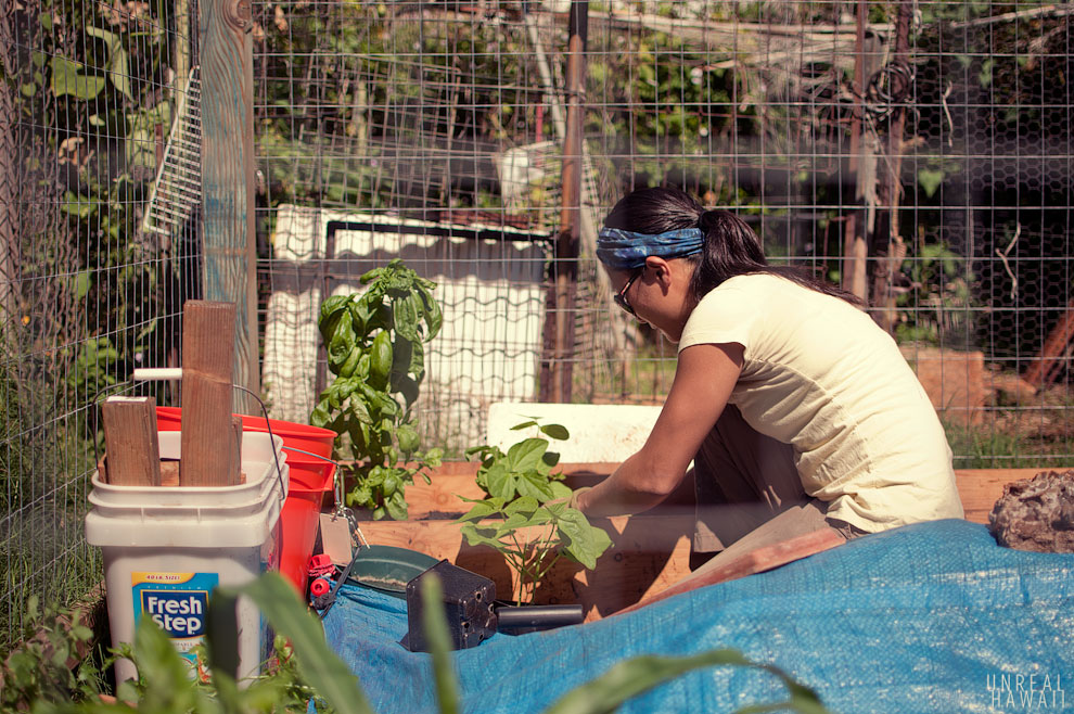 Wai Yi at Moiliili Community Garden