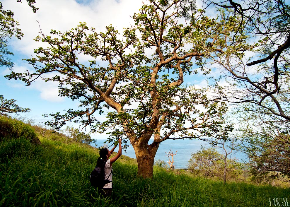 Wiliwili Tree in Keeau, Seen while Hiking in Hawaii
