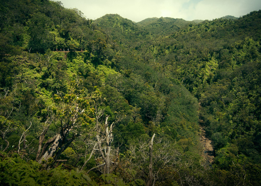Hiking in Hawaii on the Poamoho Trail.