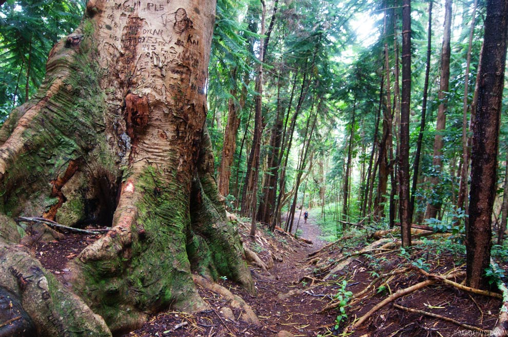 Muliwai Trail, Big Island, Hawaii