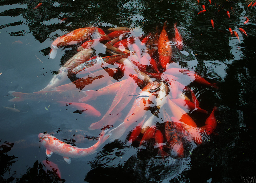 Koi Fish at the Byodo-In Temple in Kaneohe, Oahu