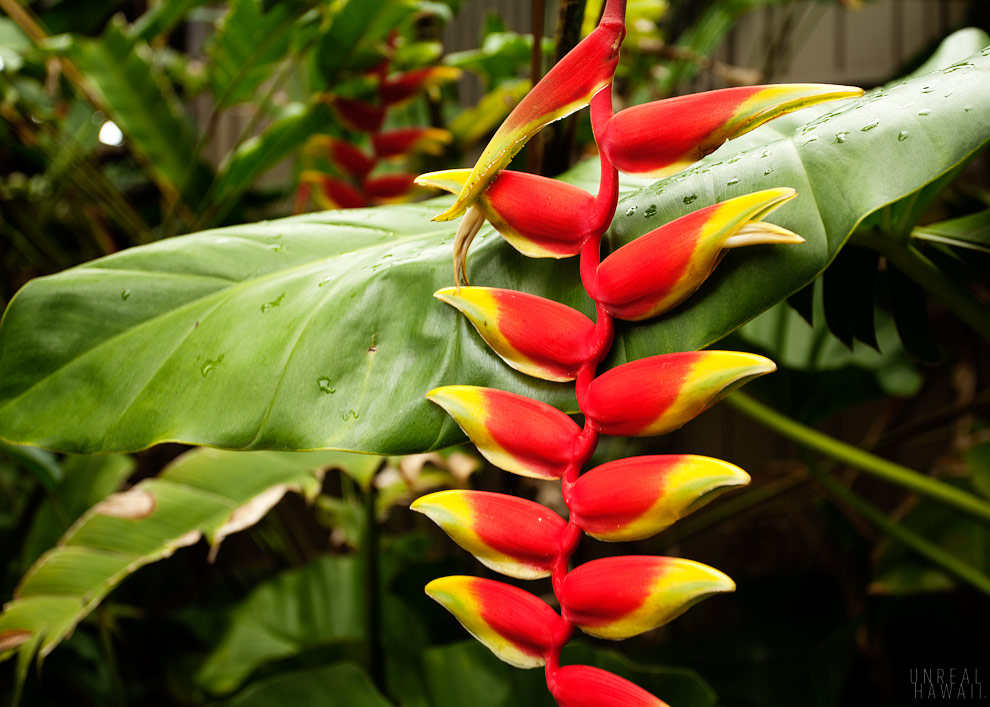 Exotic plant at the Tagami & Powell Gallery and Gardens