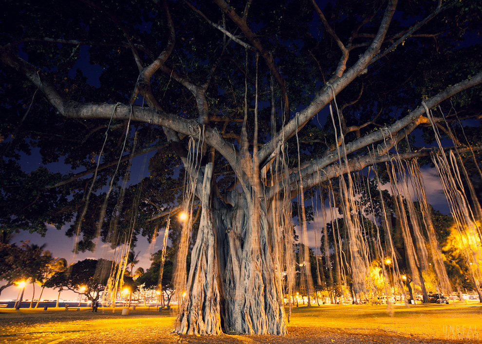 Banyan tree in the park in Waikiki