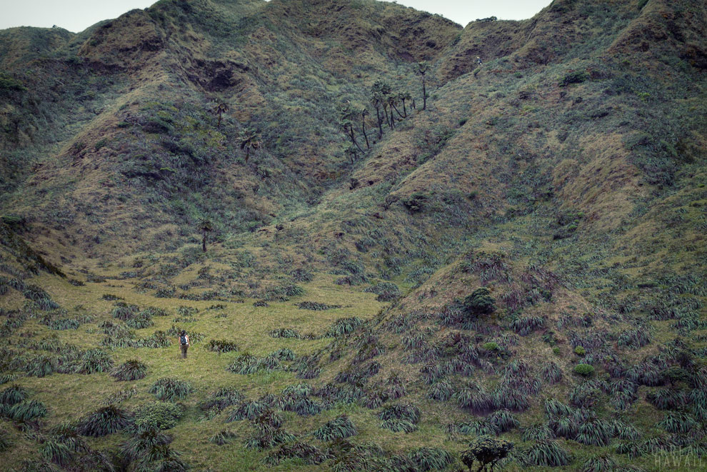 Hiking in Hawaii on the Waimalu summit, Oahu, Hawaii