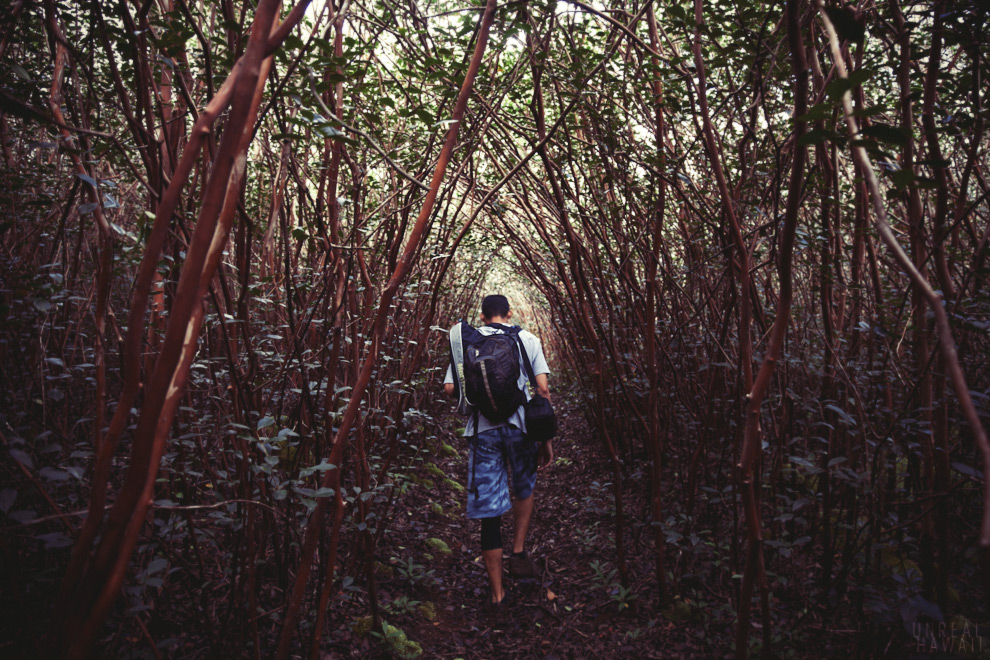 Hiking through the Hawaiian rainforest