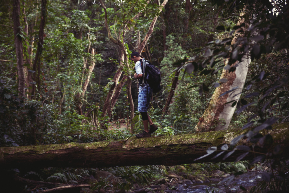 Crossing a log over a stream on a hike in Hawaii