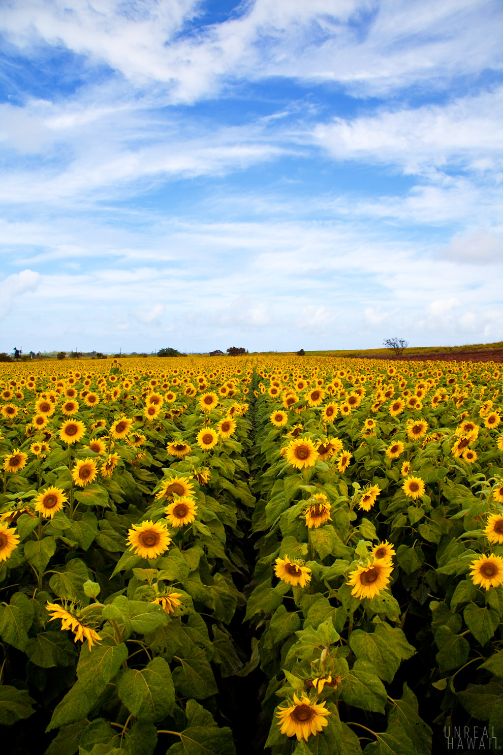 Sunflower field on Oahu