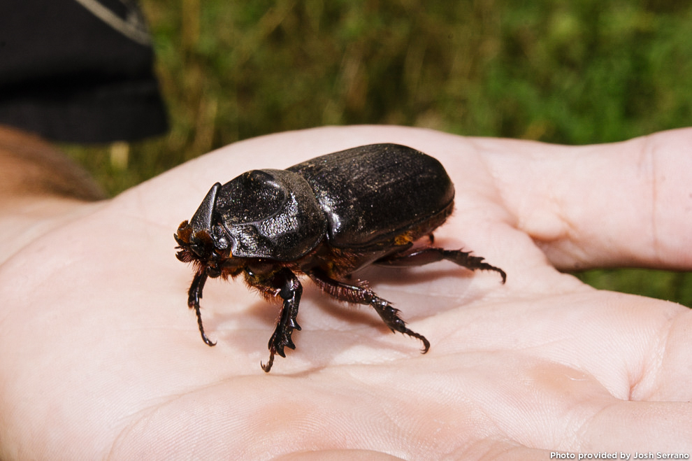Coconut Rhinoceros Beetle