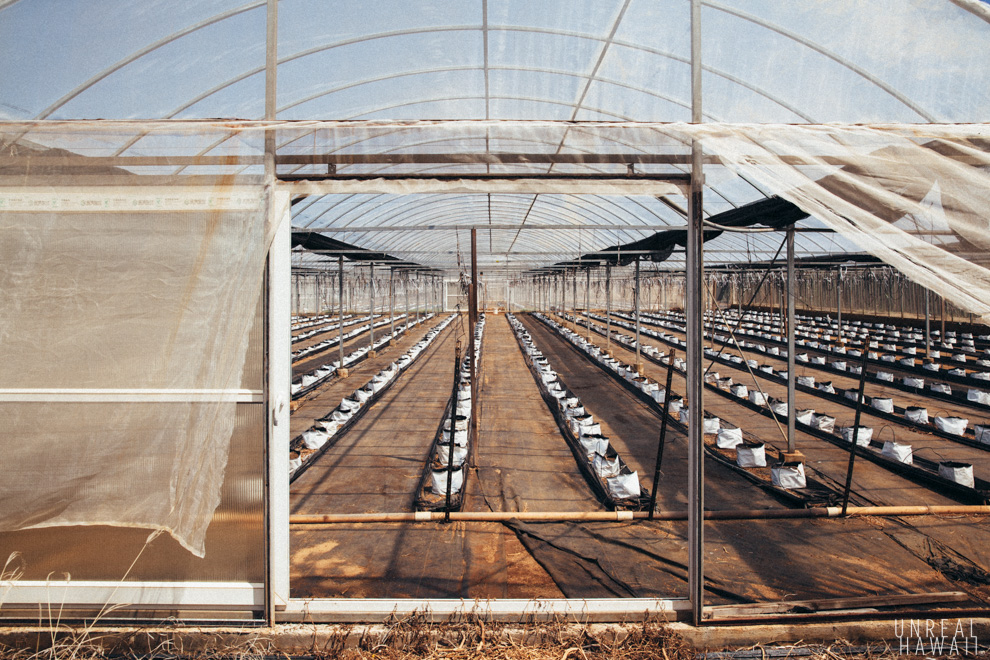 Touring a Farm in Kahuku, Oahu, Hawaii