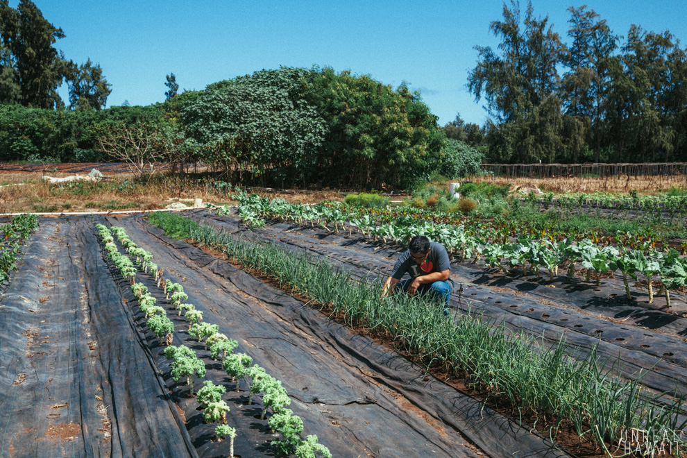 Chef Colin Hazama at Ho Farms Hawaii