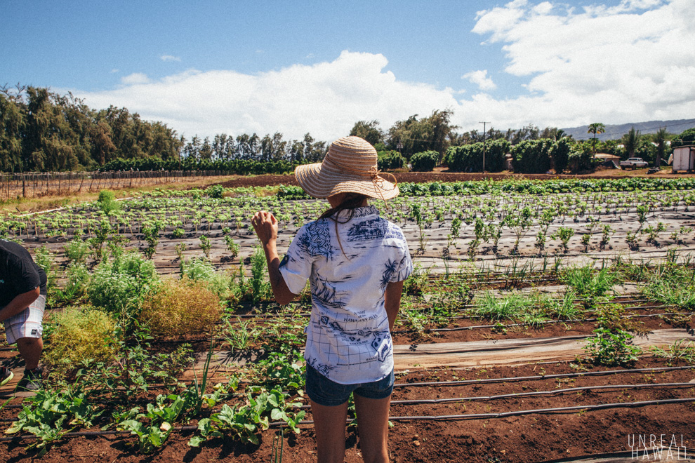 Shin Ho of Ho Farms Hawaii