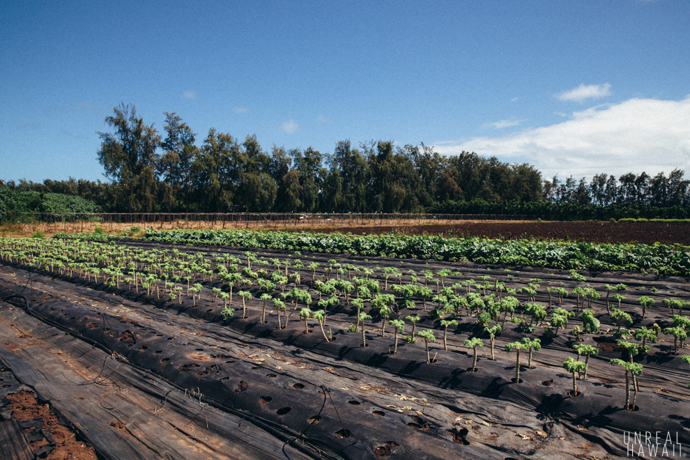 Scene from a Hawaii Farm Tour