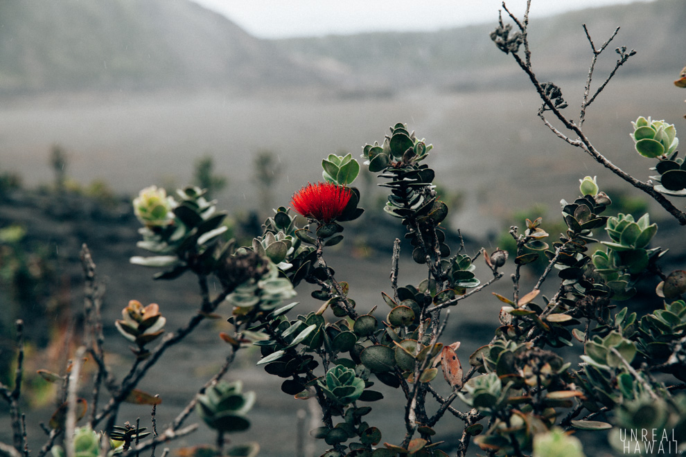 Ohia Lehua at Hawaii Volcanoes National Park