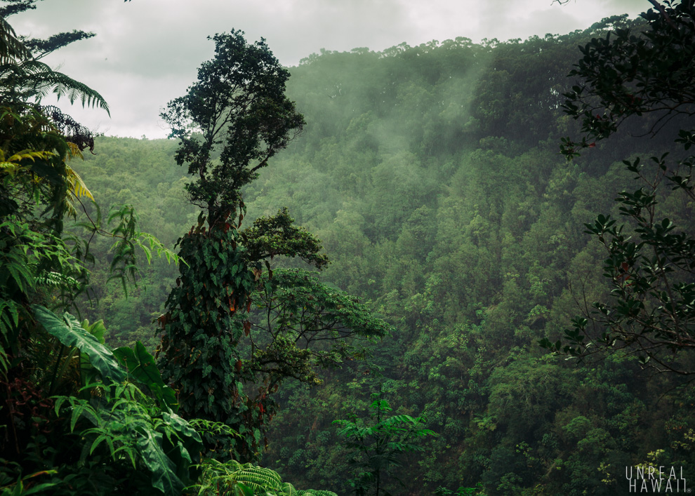 Hawaii Island's Akaka Falls State Park