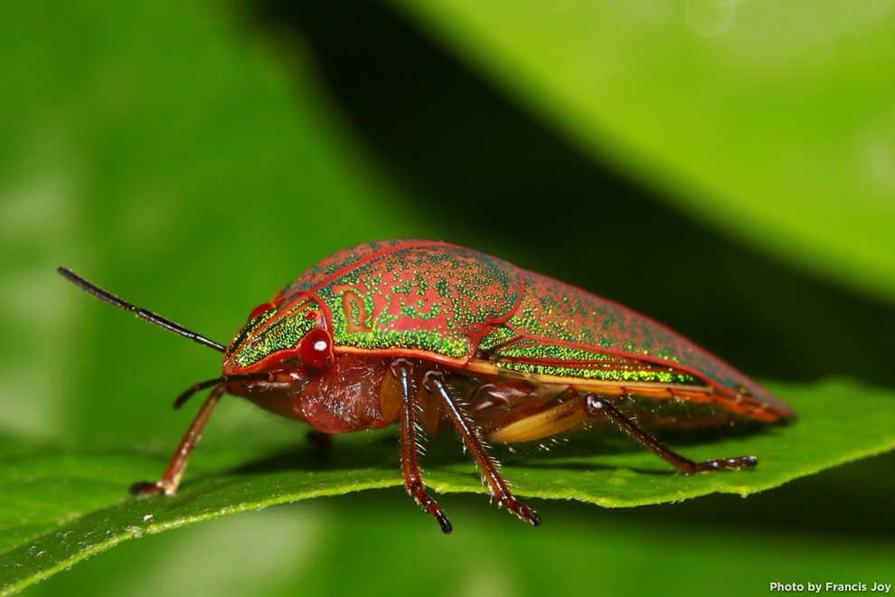 Adult koa beetle - Coleotichus blackburniae_