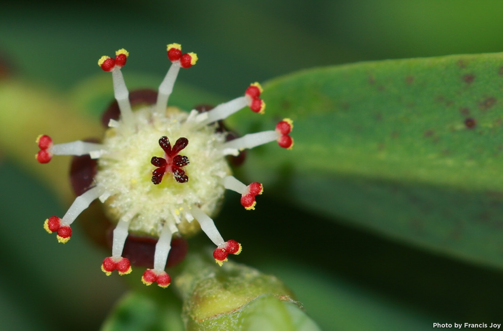 Akoko flower