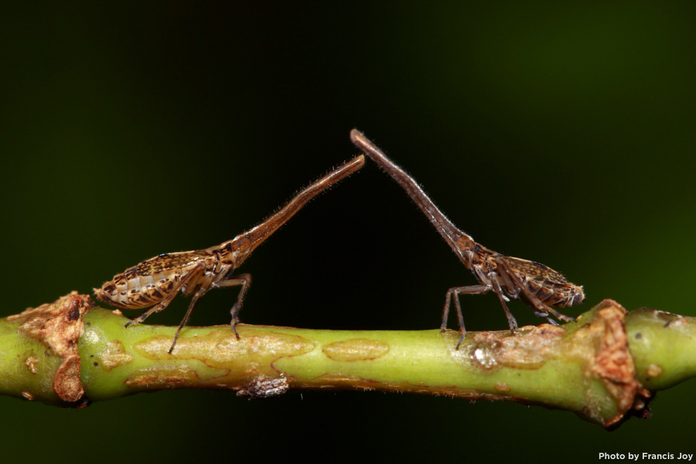 Akoko planthoppers - Dictyophordelphax mirabilis