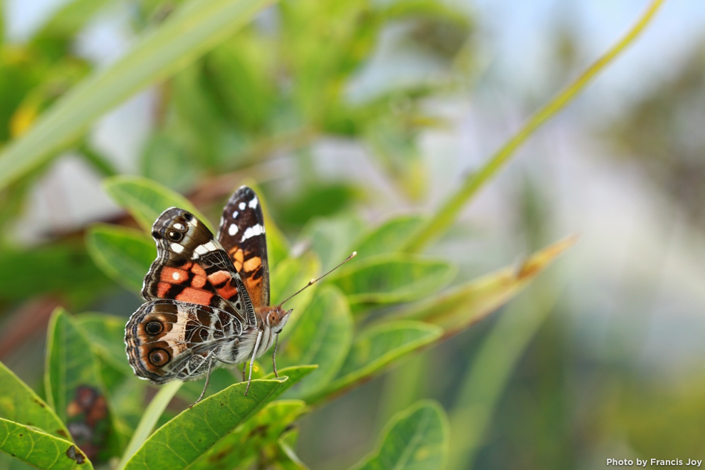 American lady butterfly - vanessa virginiensis