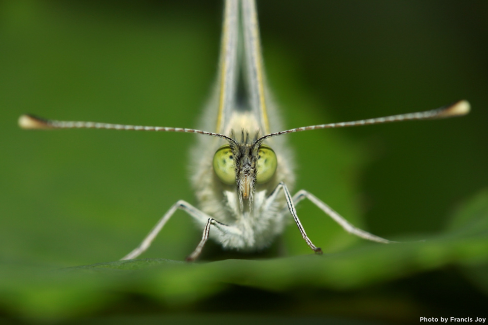 Cabbage white butterfly - Pieris rapae