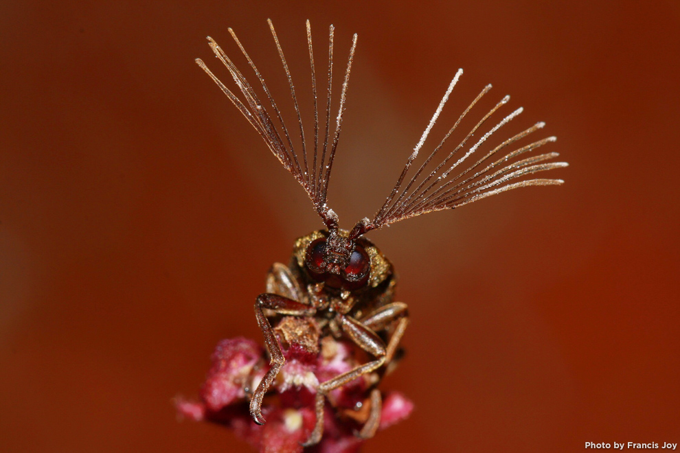 Callirhipis robusta