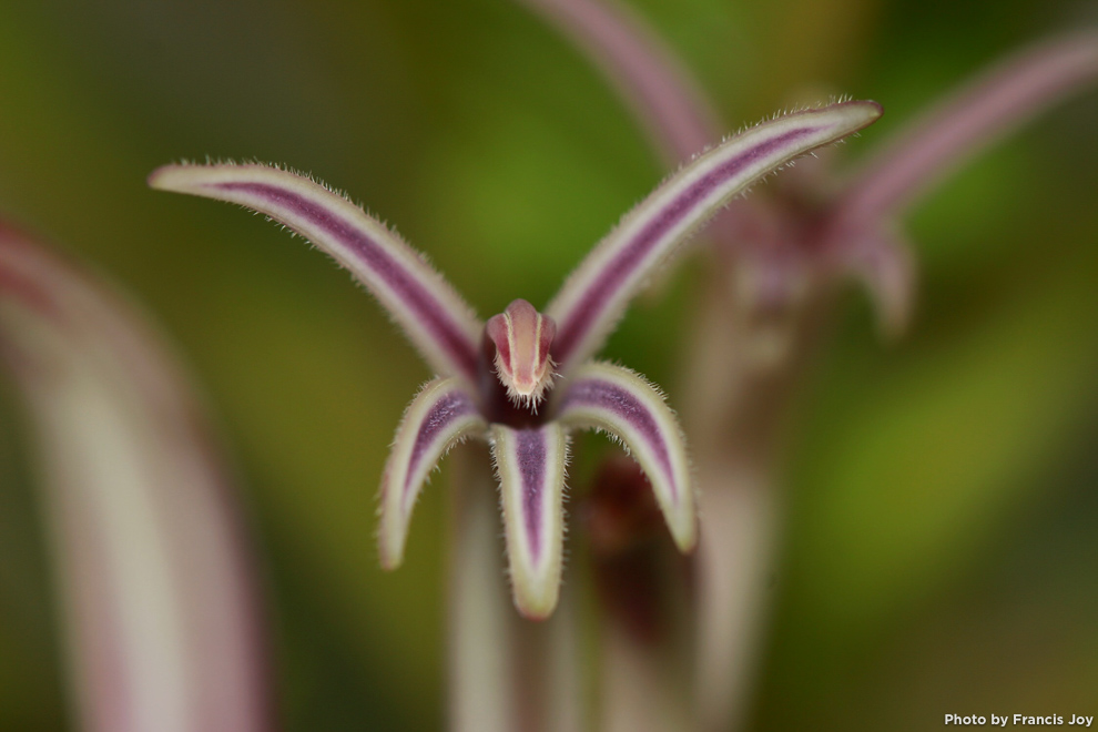 Cyanea calycina