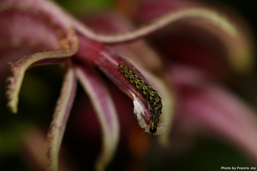 Cyanea crispa