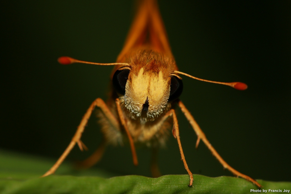 Fiery skipper butterfly - Hylephila phyleus