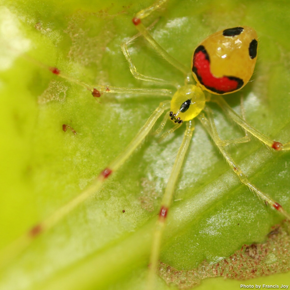 Happy face spider - theridion grallator - nananana makaki'i