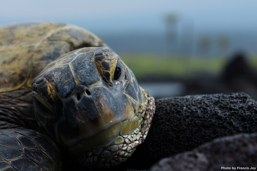 Honu at Kiholo bay