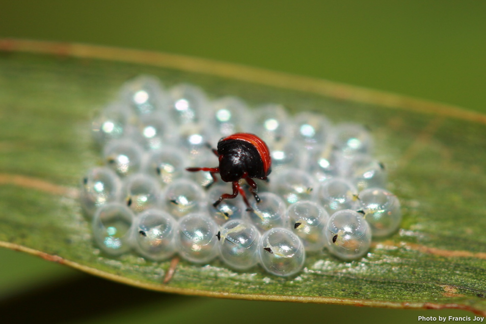 Juvenile koa beetle - Coleotichus blackburniae