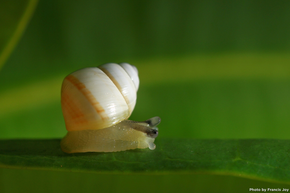 Kahuli - achantinella fuscobasis