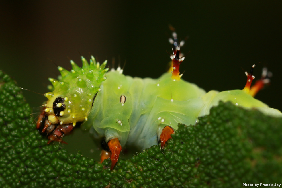 Kamehameha butterfly caterpillar -vanessa tamehameha
