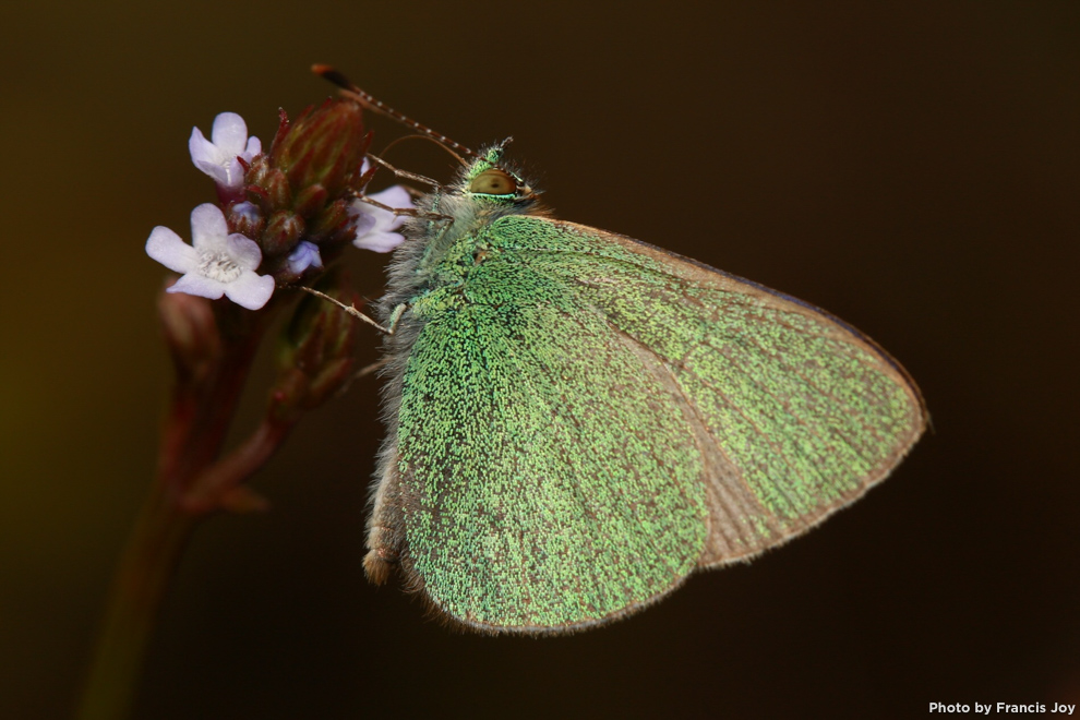 Koa butterfly - Udari blackburni_