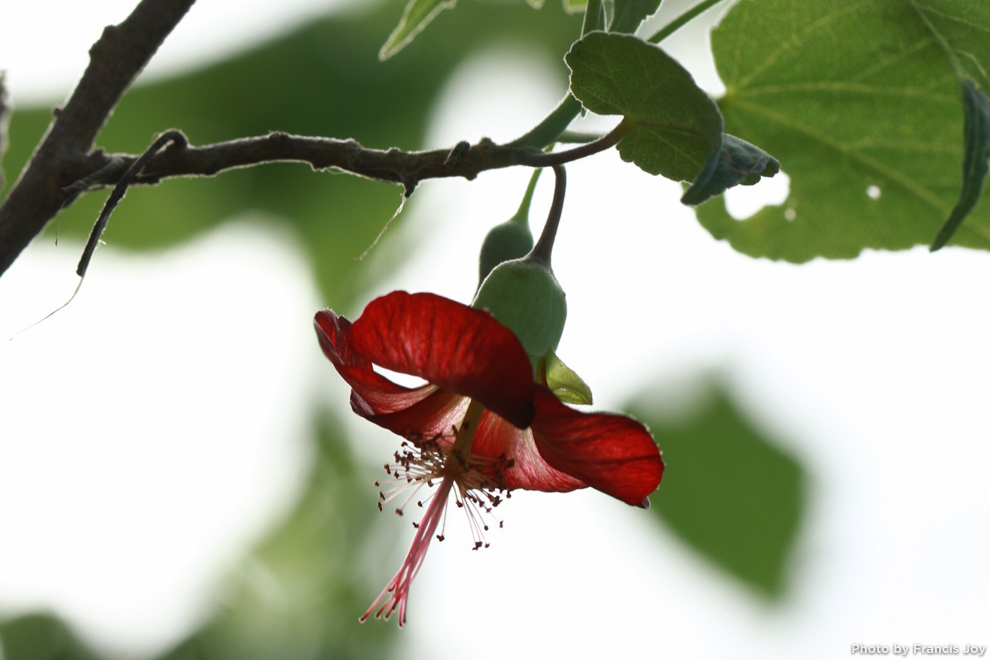 Ko'oloa 'ula - Red 'Ilima - Abutilon menziesii