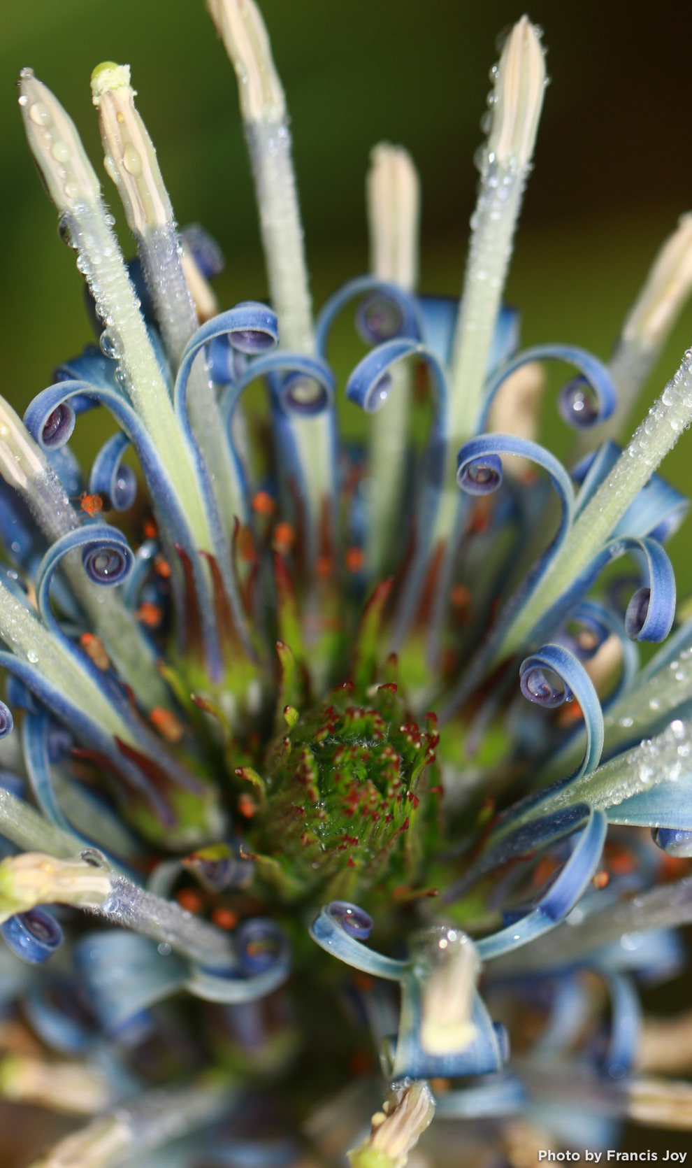 Lobelia oahuensis