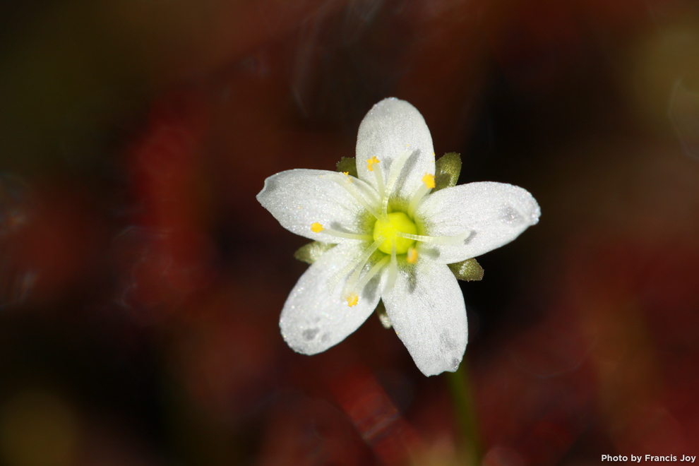 Mikinalo flower - Drosera anglica