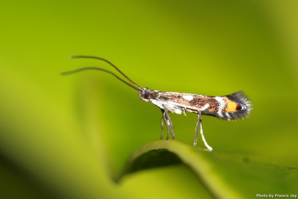 Philodoria moth