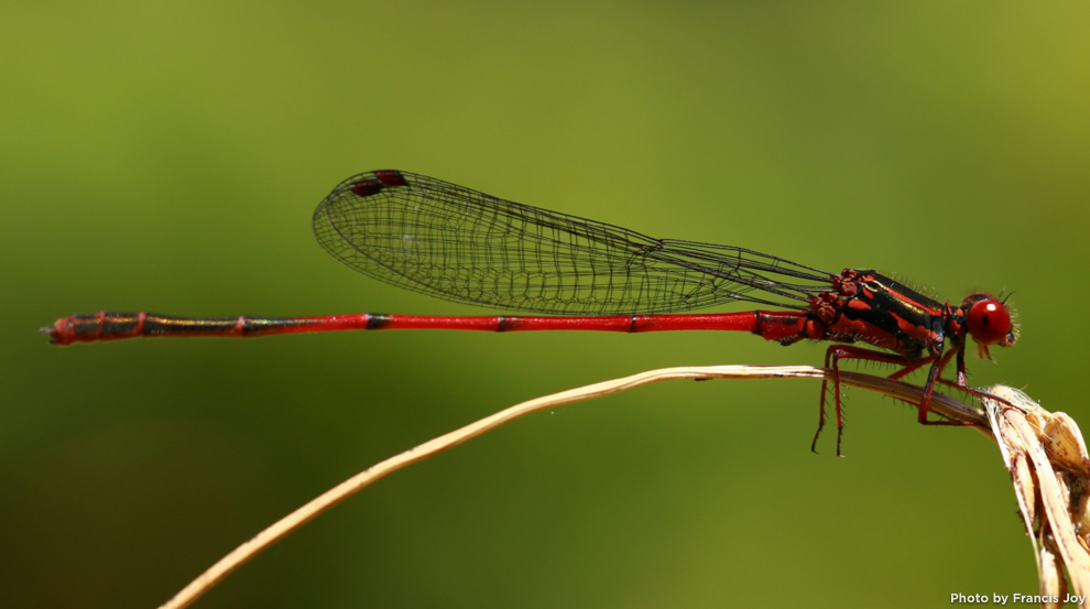 Pinao ula - megalagrion hawaiiense