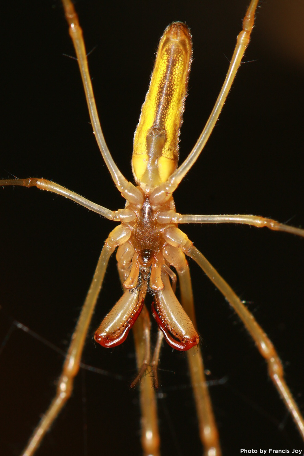 Tetragnatha spider at kawainui marsh