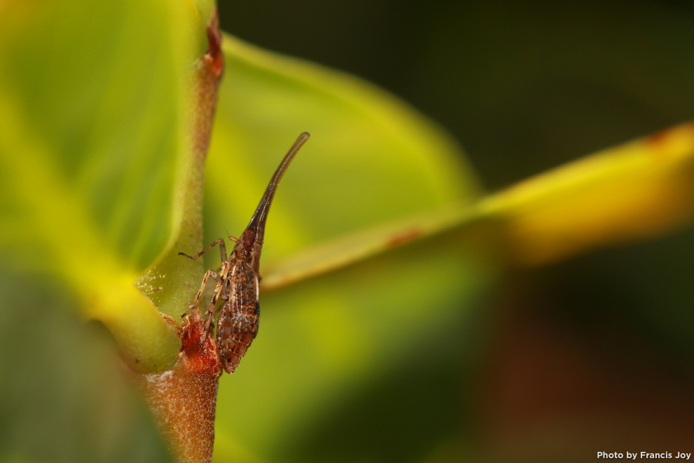 Umi'i akoko - Akoko planthopper- Dictyophordelphax swezeyi_