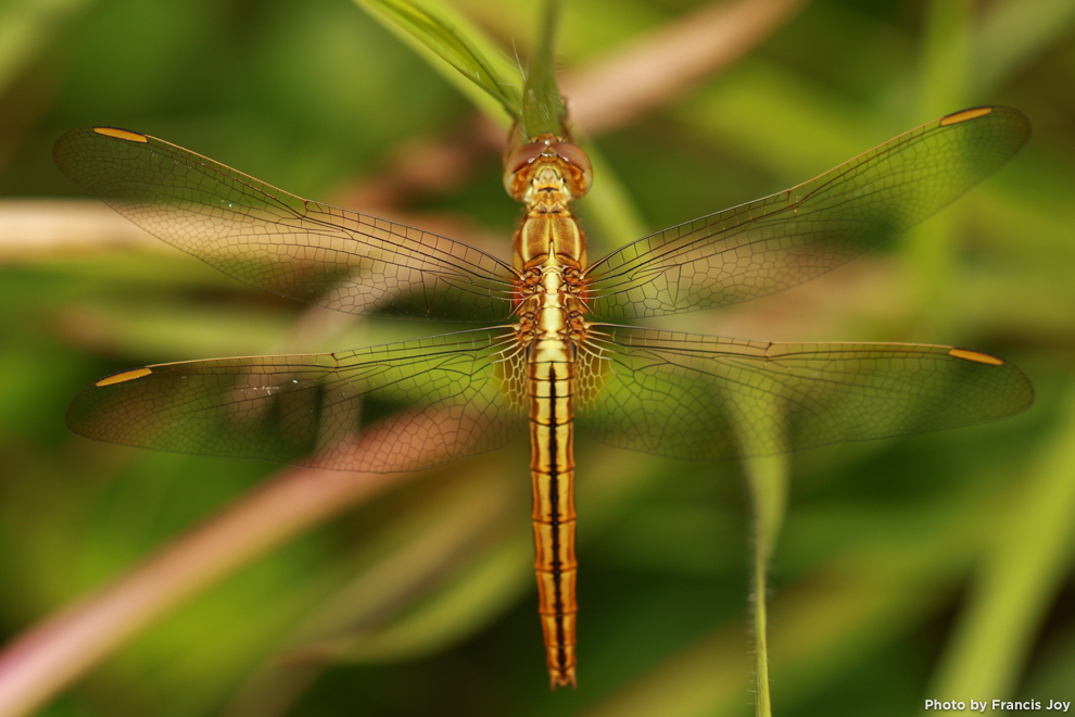 Wandering glider - pantala flavescens top view