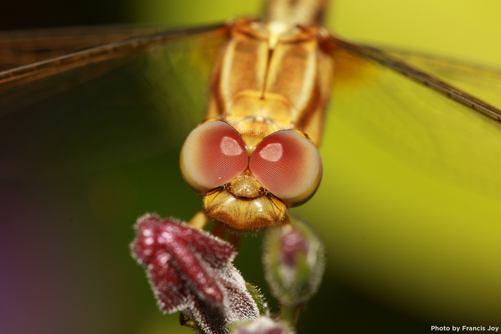 Wandering glider - pantala flavescens