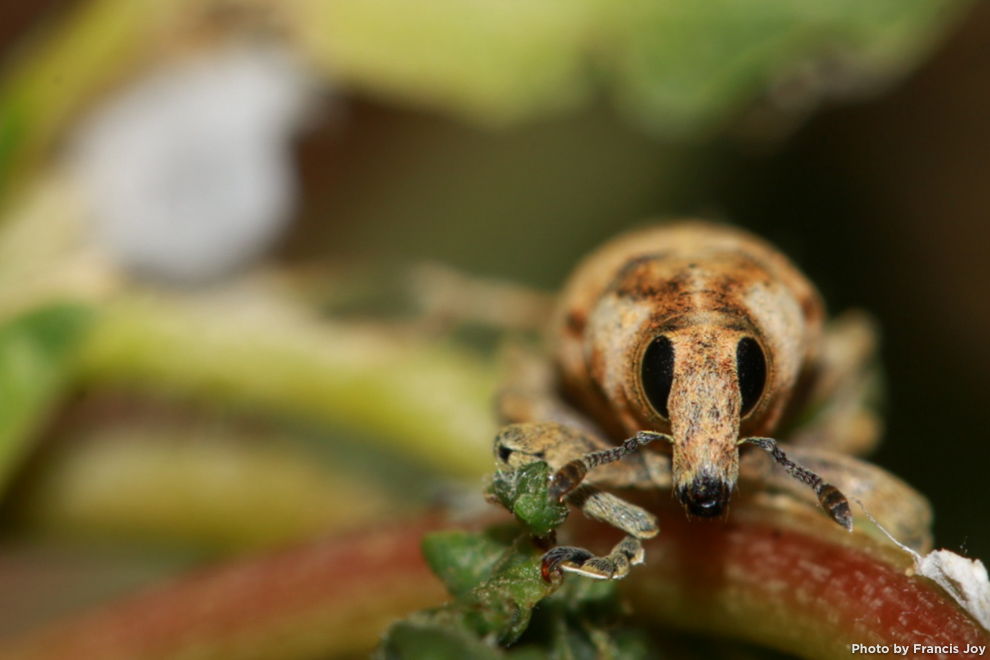 Weevil - Lixus mastersi