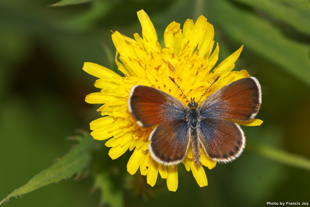 Western pygmy blue - brephidium exilis