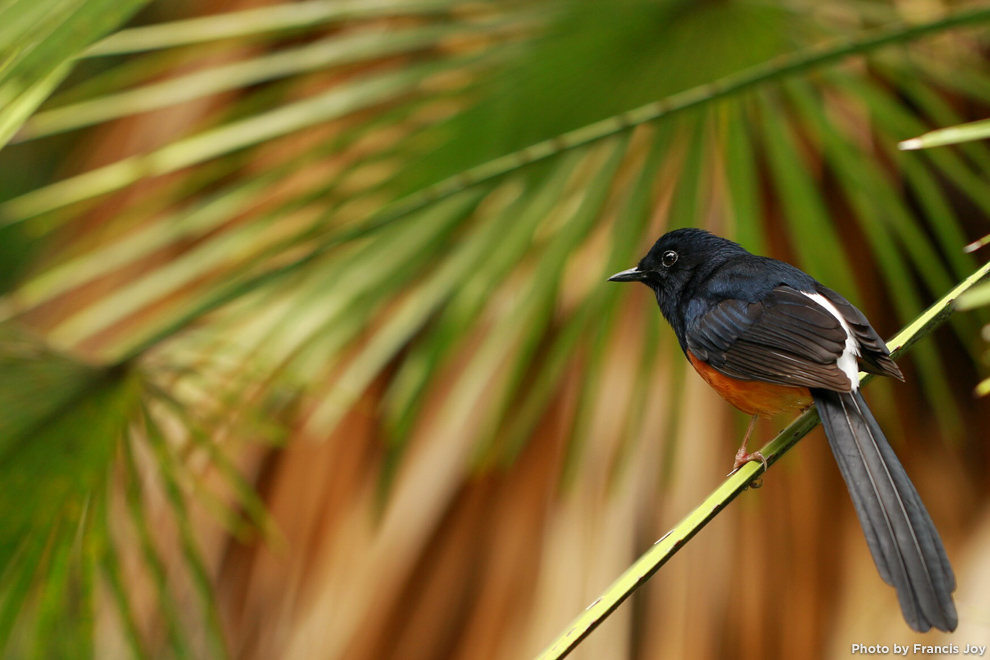 White rumped shama